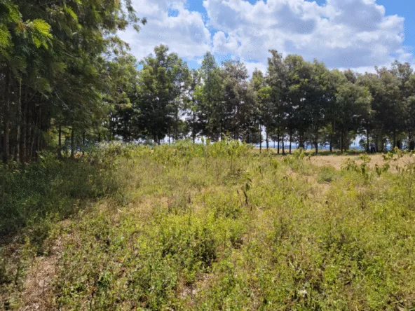 bustani gardens 01