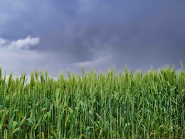 Land for Sale in Kenya