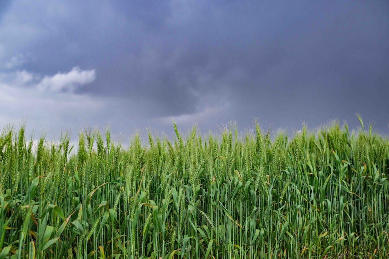 Land for Sale in Kenya