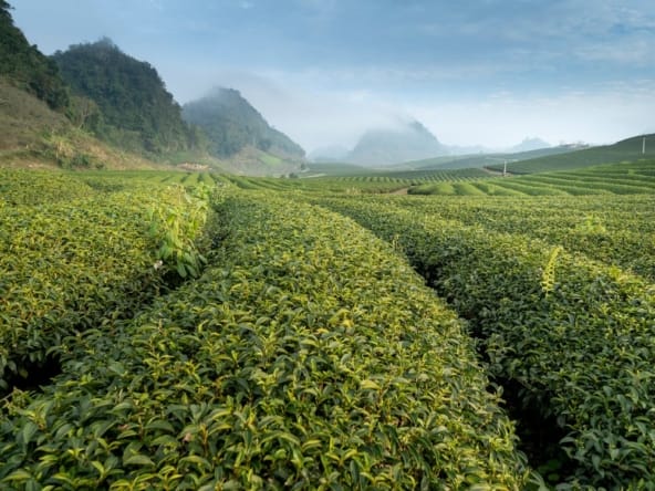 Agricultural Land Kenya