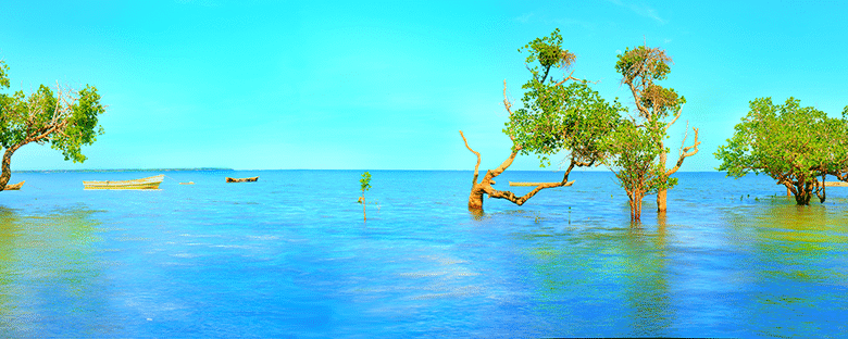 shimoni beach plot