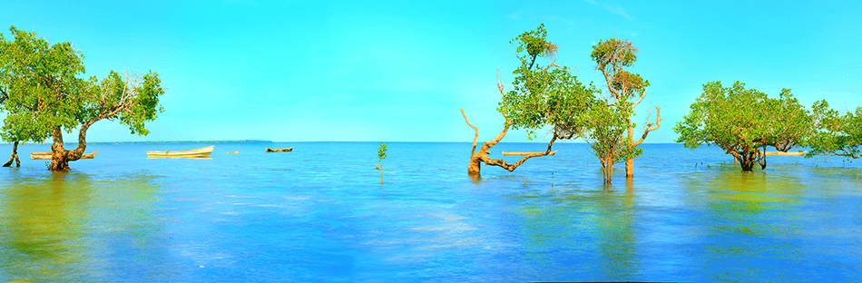 shimoni beach plot
