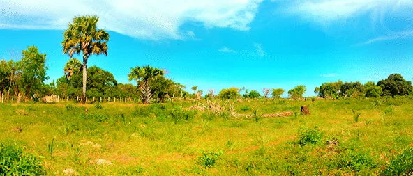 shimoni beach plot
