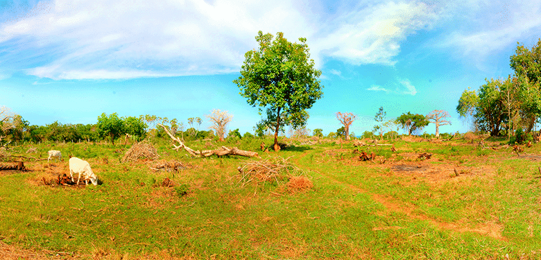 shimoni beach plot