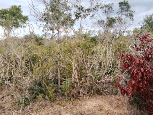 Baricho land for sale (1)