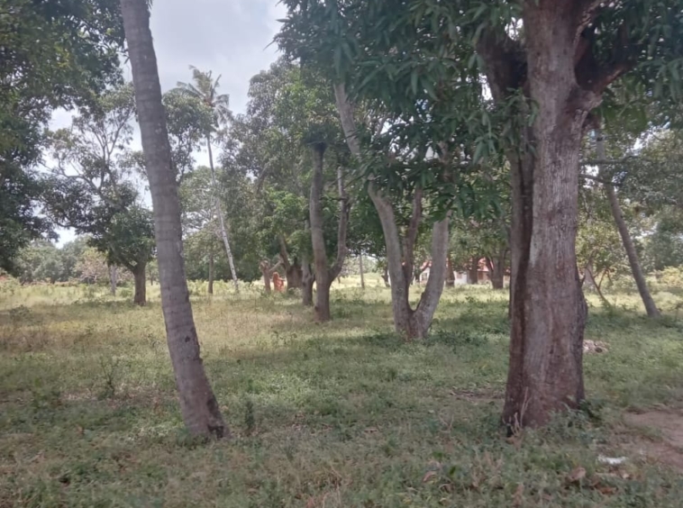 Kizingo plots for sale 4