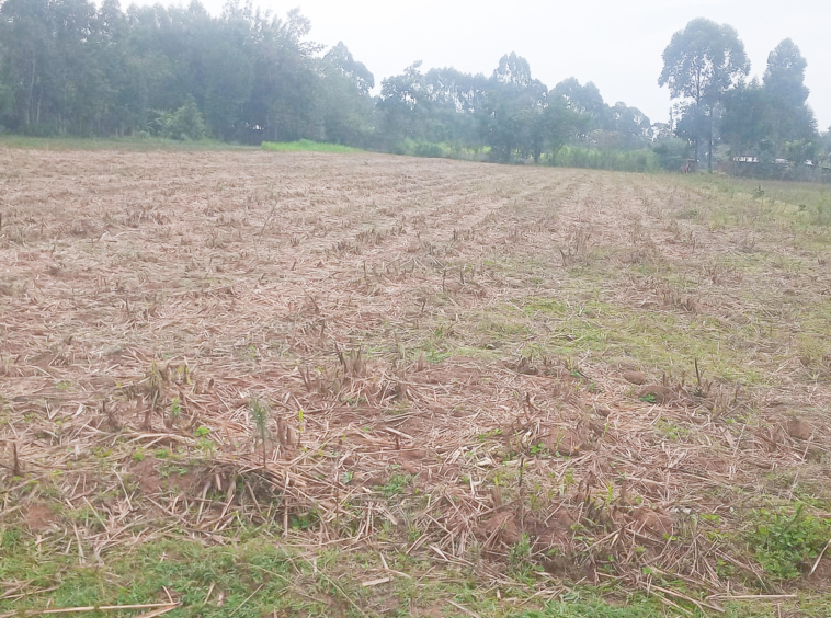land for sale in webuye,bungoma (1)