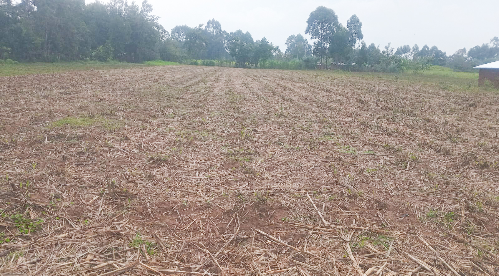 land for sale in webuye,bungoma (2)