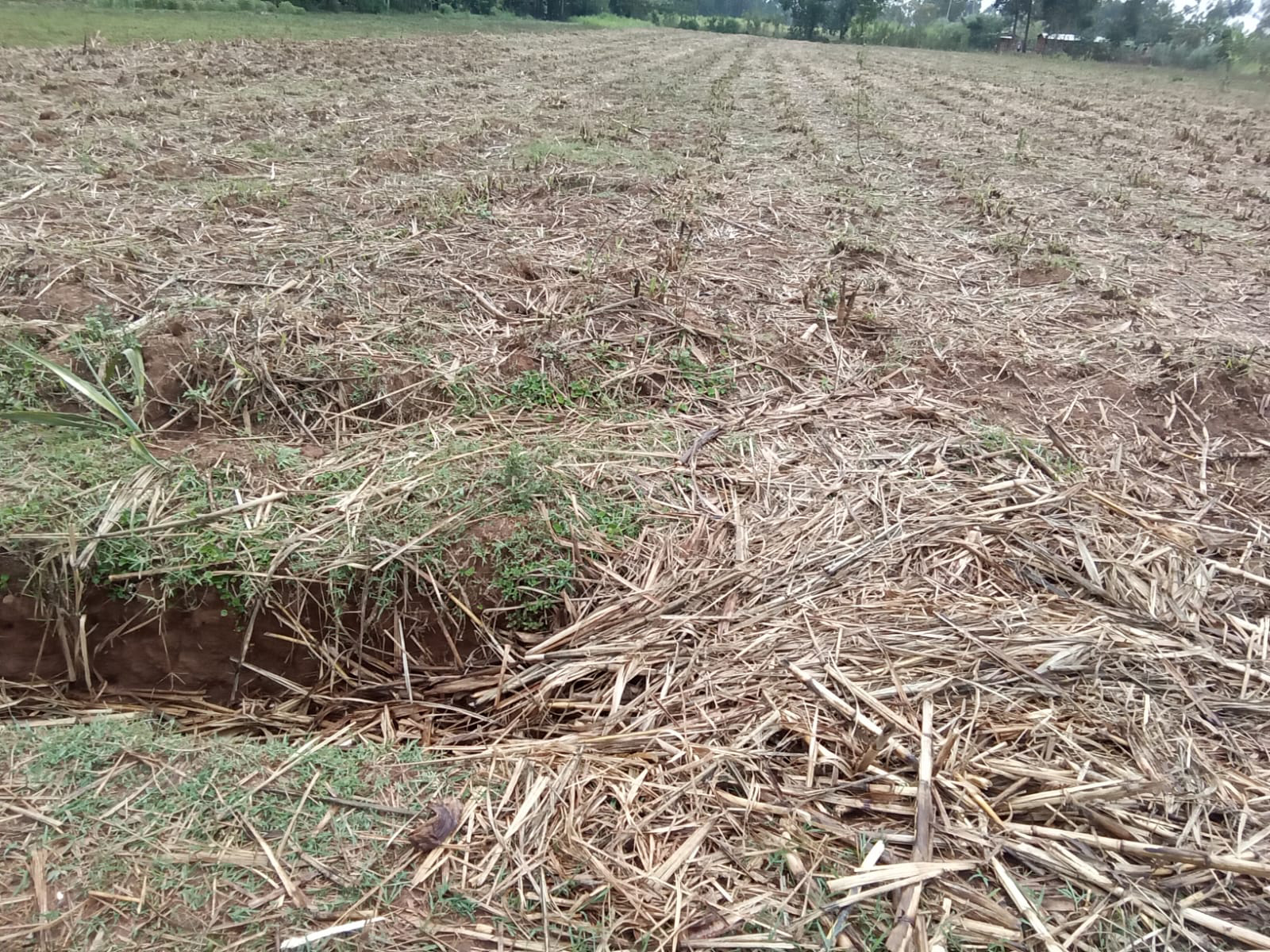 land for sale in webuye,bungoma (3)