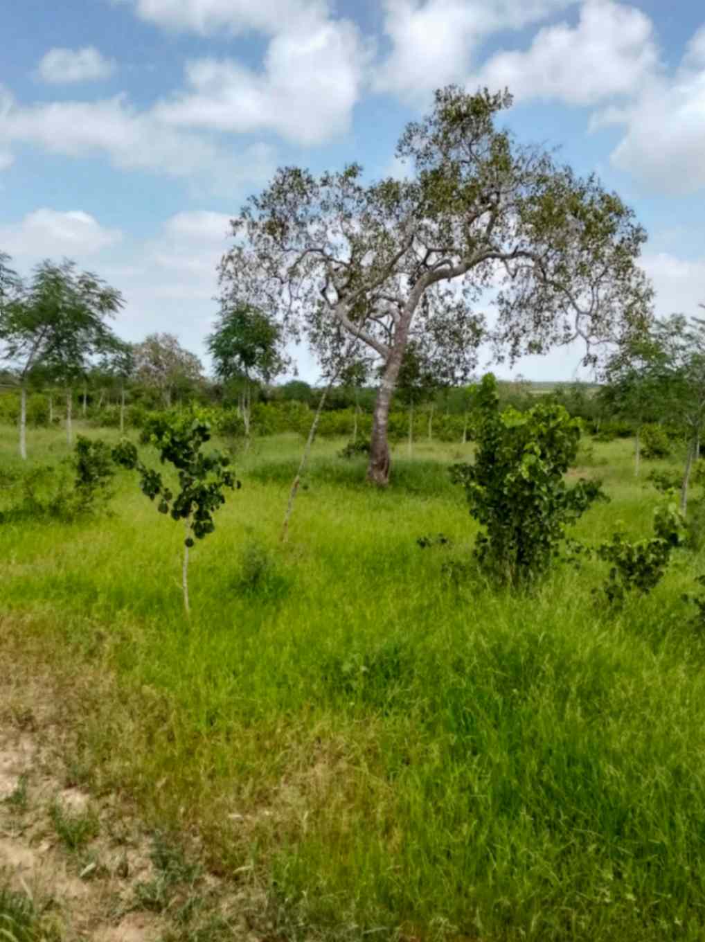 Land for Sale in Chakama, Kilifi (4)