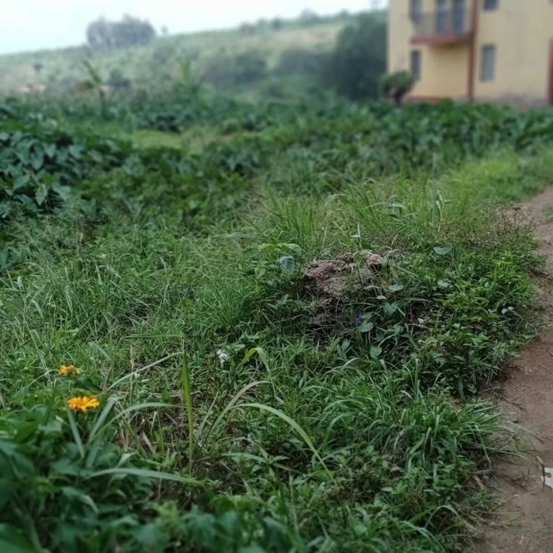 Plot for sale in Biafra, Thika (1)