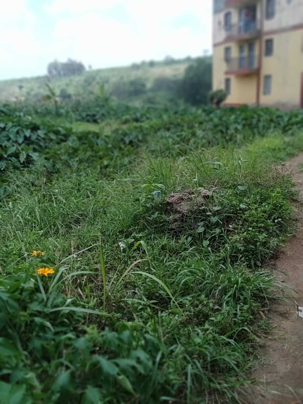 Plot for sale in Biafra, Thika (1)