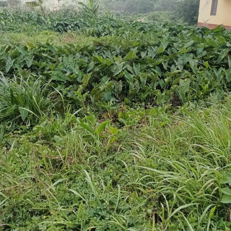 Plot for sale in Biafra, Thika (2)