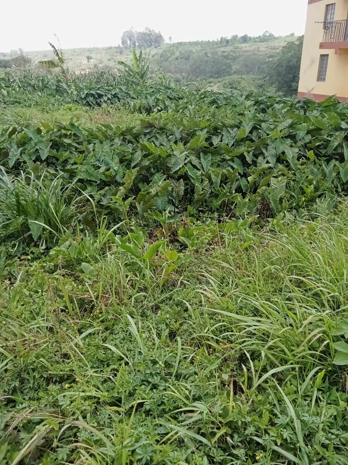 Plot for sale in Biafra, Thika (2)