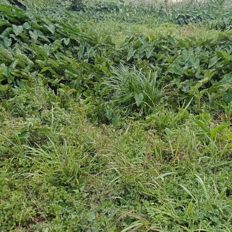 Plot for sale in Biafra, Thika (3)