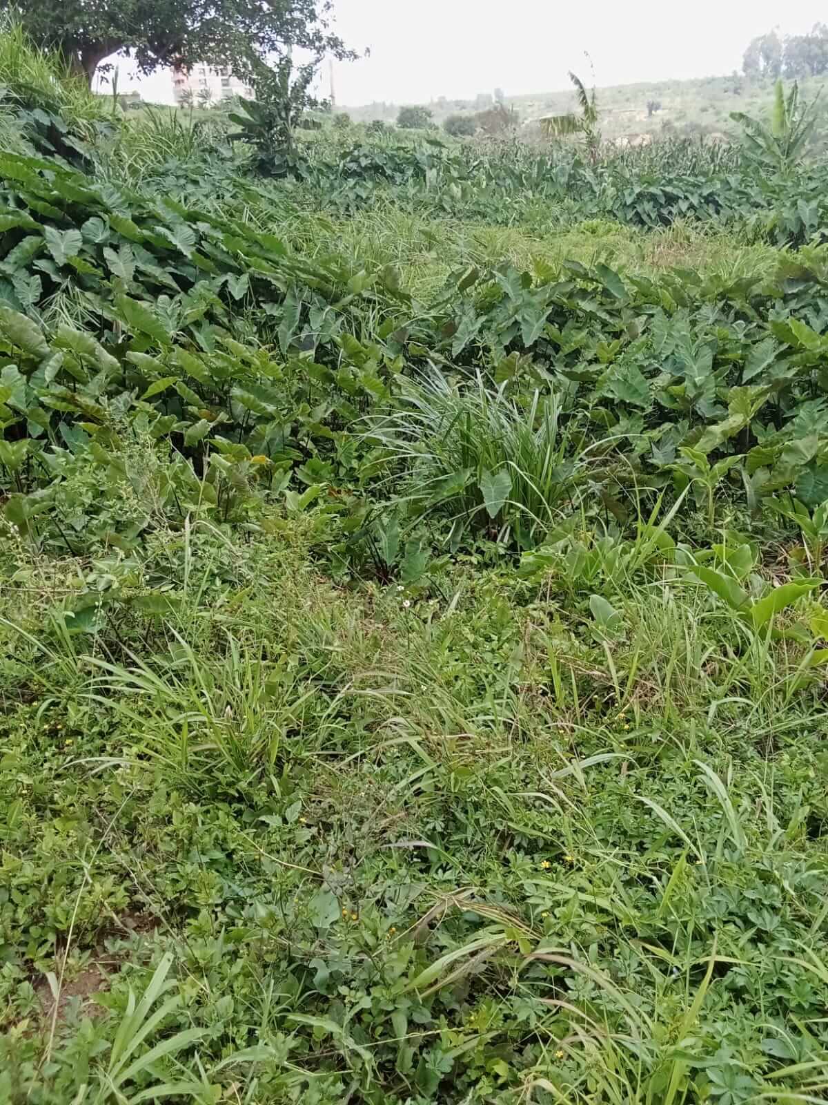 Plot for sale in Biafra, Thika (3)